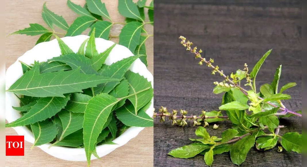 Neem vs. Tulsi: Which ayurvedic herb offers greater benefits for health and skin