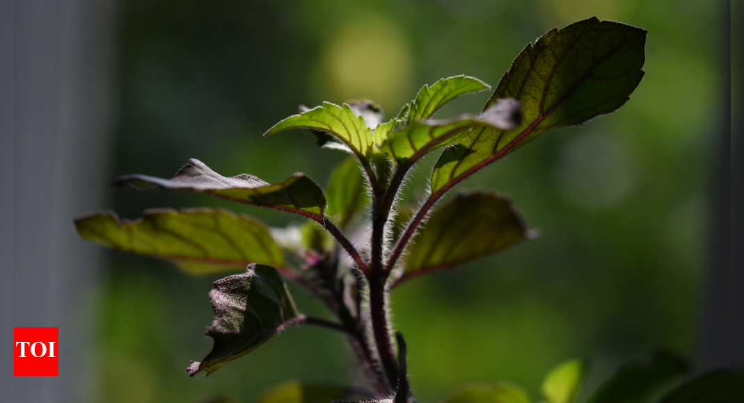 Gardening tips for a healthy Tulsi plant this festive season