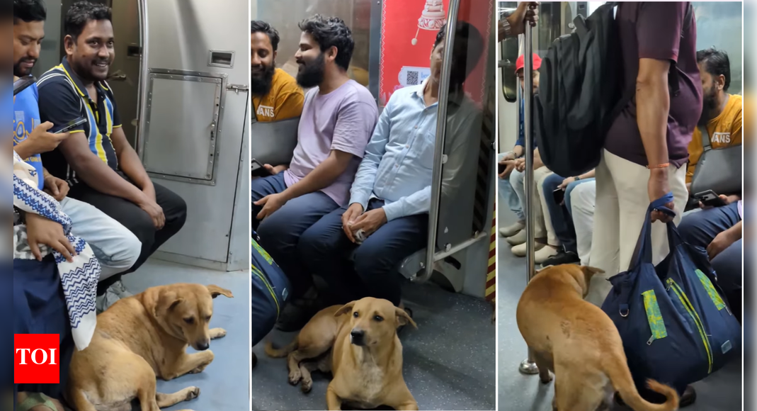 Watch: Disturbed by firecrackers, stray dog boards metro in Kolkata; netizens react Watch: Disturbed by firecrackers, stray dog boards metro in Kolkata; netizens react