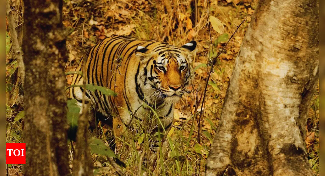 Kanha or Pench, which national park really inspired the Jungle Book?
