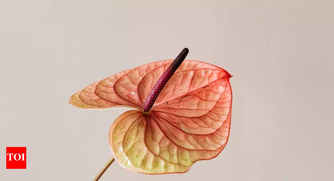 7 stunningly expensive plants in India that are pure luxury