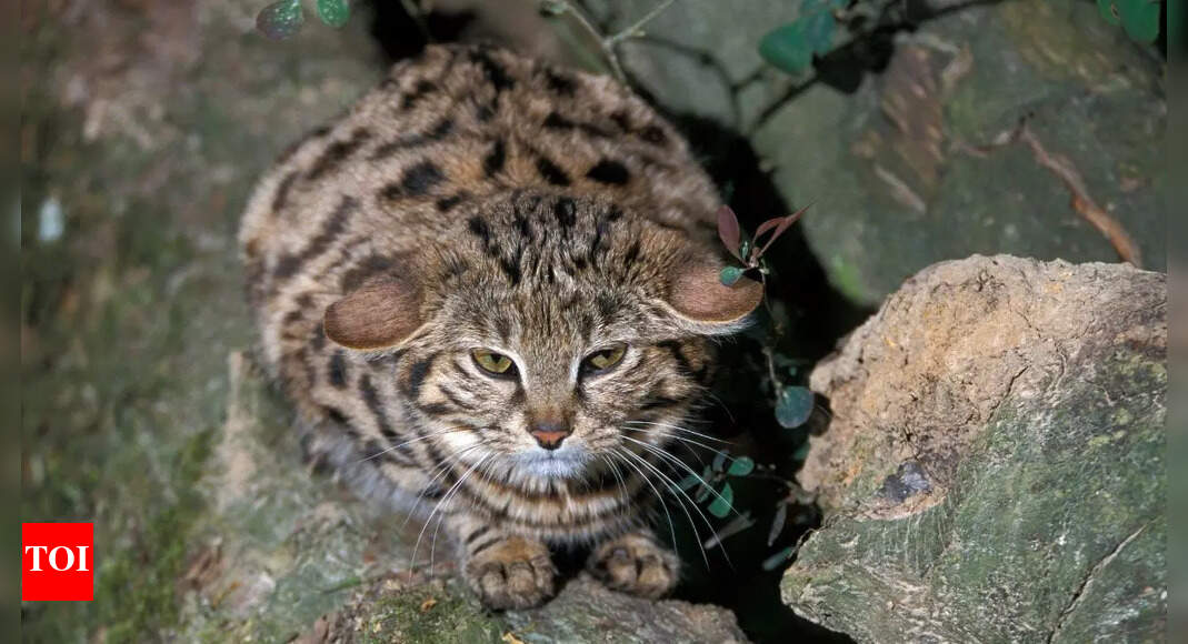 The world’s fiercest small cat: Know about the rare and remarkable Black-footed cat