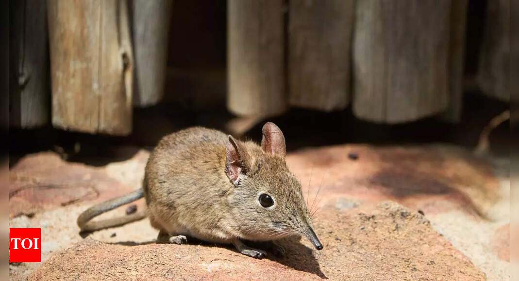 Australia’s only shrew declared extinct: Christmas Island’s unique mammal lost forever