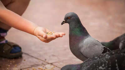 Feeding pigeons could harm your health: Know the hidden health risk and awareness tips