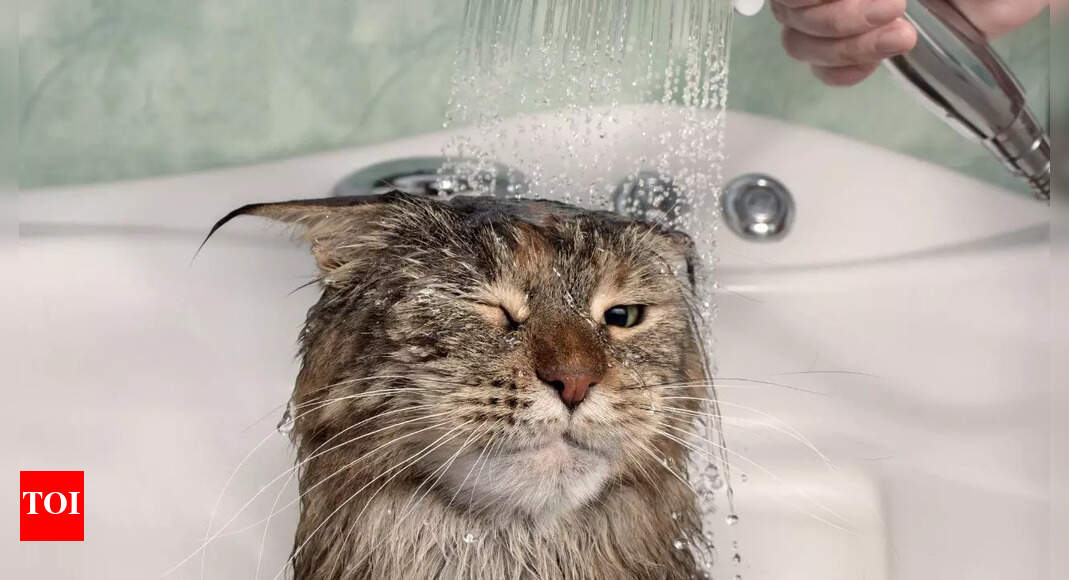 4 reasons you should avoid bathing your cat: 4 rare cases when it is actually required