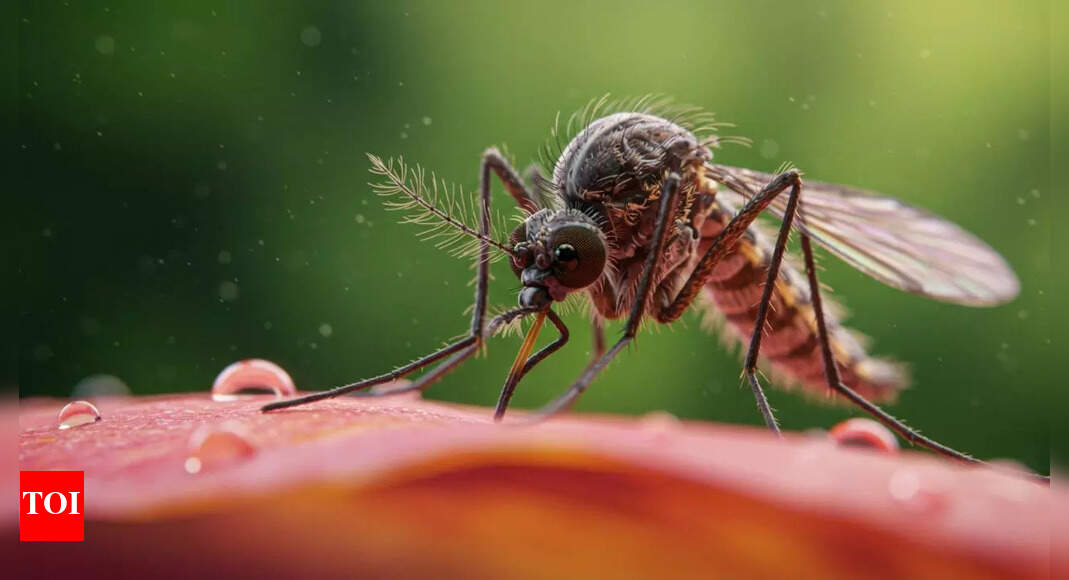 Mosquitoes found in one of the last untouched corners of Earth