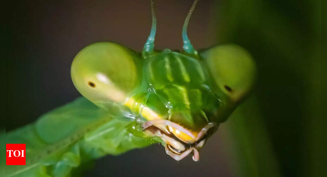 6 reasons why everyone is fascinated by the praying mantis