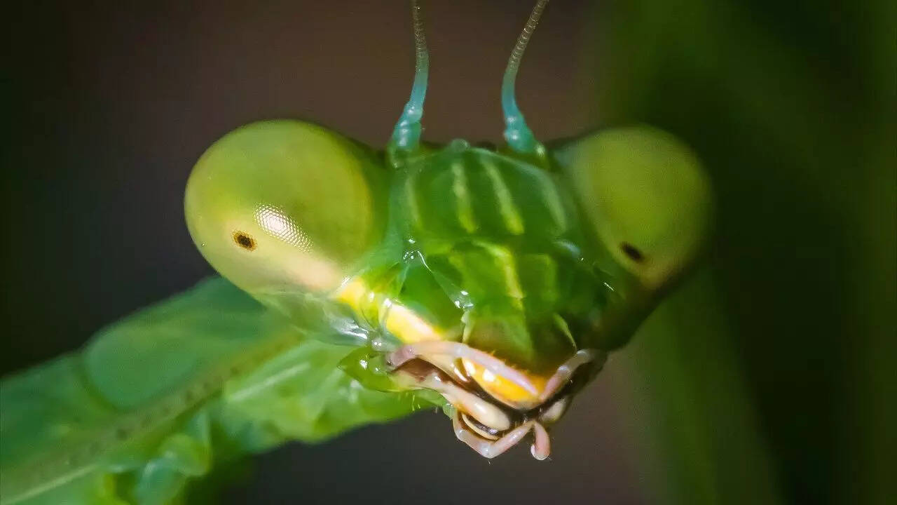 6 reasons why everyone is fascinated by the praying mantis | - The
