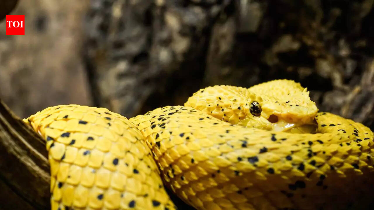 From frogs to snakes: Meet nature’s most striking yellow creatures