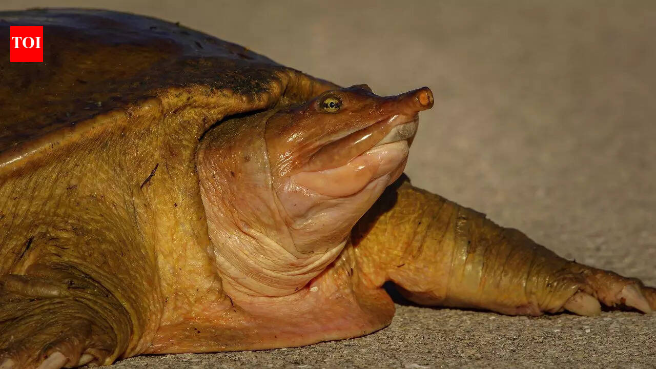 The fascinating world of unusual turtles and tortoise