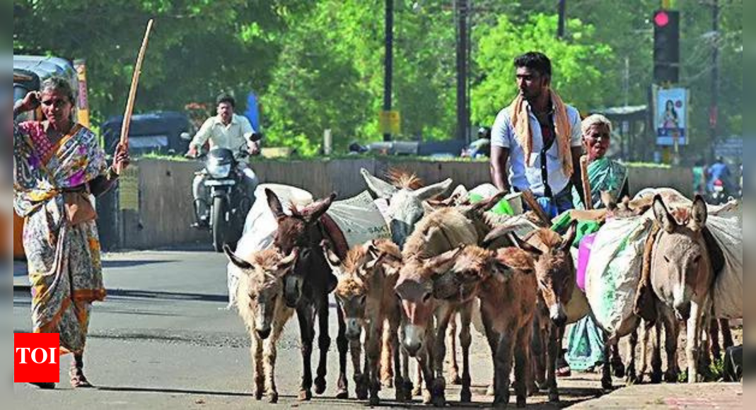 ‘Donkey rout’: MP loses 94% of donkeys in 3 decades, now just 3,000 left ‘Donkey rout’: MP loses 94% of donkeys in 3 decades, now just 3,000 left