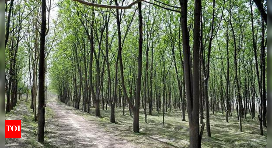 India rises to ninth spot globally in forest area: FAO India rises to ninth spot globally in forest area: FAO