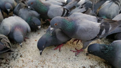  Doctor shares the risks of bird dropping and their common symptoms