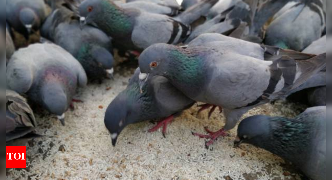 Pigeon droppings, the lung threat you don't see: Doctor shares the risks of bird dropping and their common symptoms