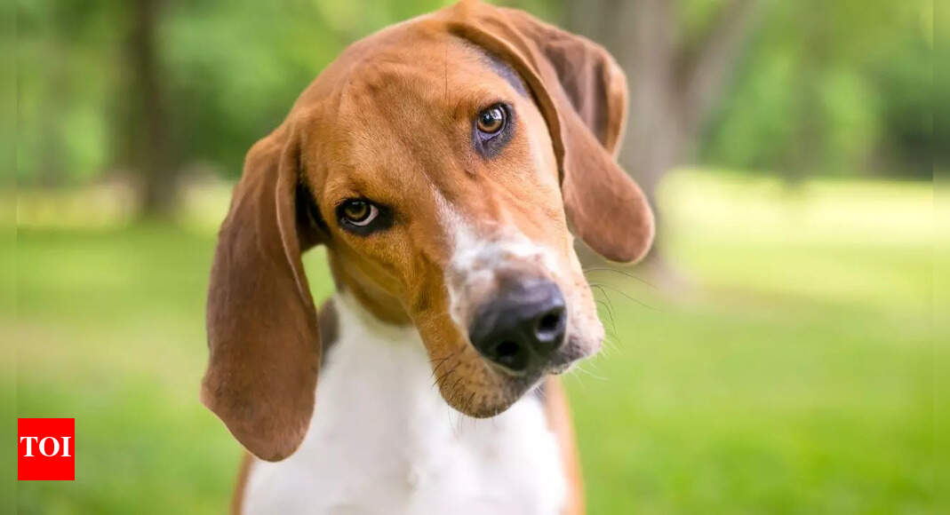 Why your dog tilts its head when you call its name and what it means