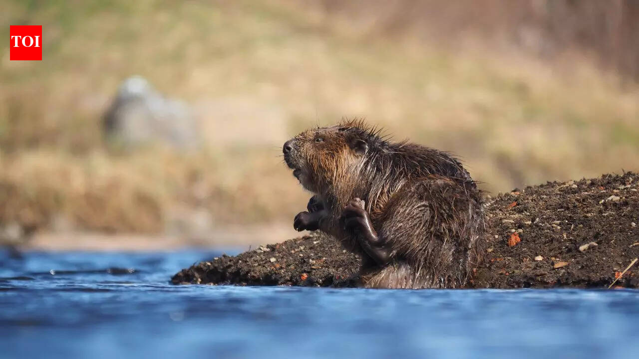 Architects of the wild: 10 animals that construct their own homes