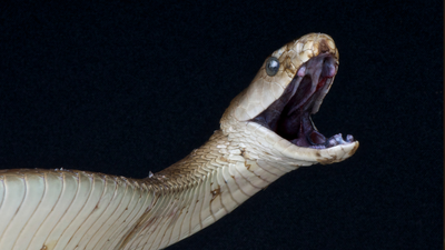 Why snake venom is worth more than gold!