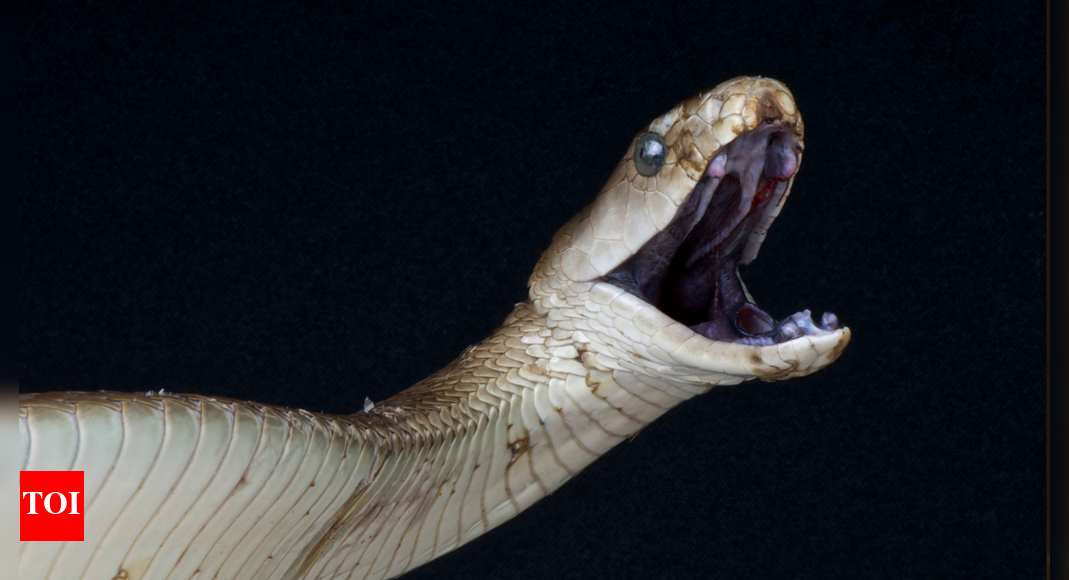 Rare buy: Why snake venom is worth more than gold!