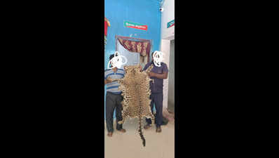 Leopard skin seized in Keonjhar, 1 arrested