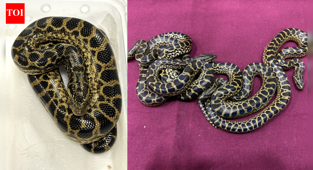Wildlife smuggling bust: 154 exotic animals, including 4 baby anacondas ...