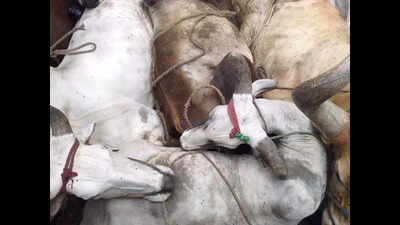 Man transporting illegal cattle shot while escaping