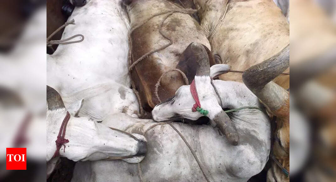 The Times of India - Other - News Image