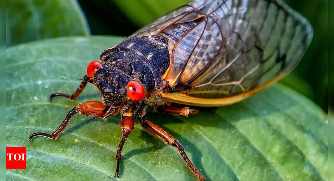 Cicadas and the science of synchrony: How light, sound, and instinct guide their chorus