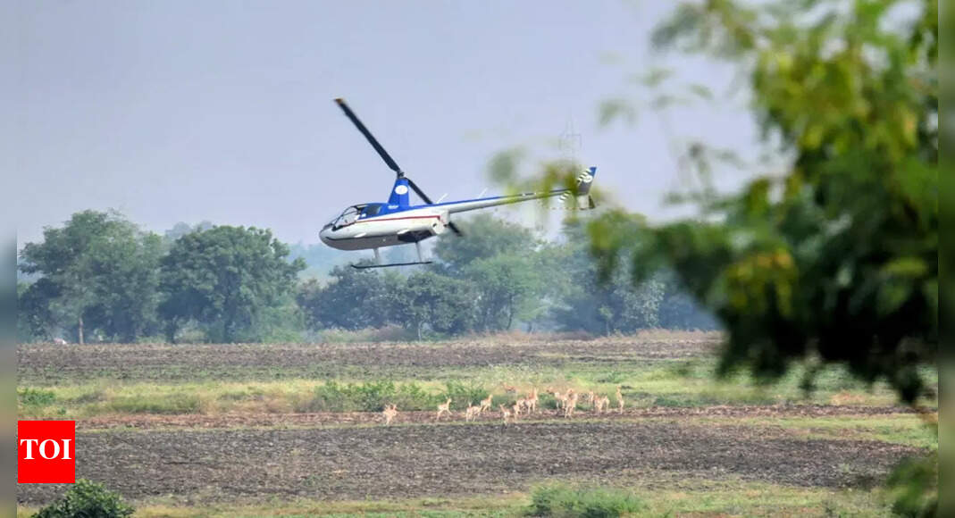 Black buck and nilgai relocation gains pace in Shajapur as boma technique aids cheetah conservation