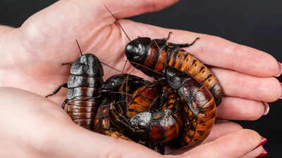  How countries are turning these pests into huge profit