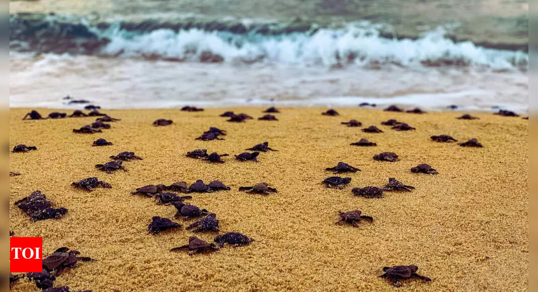 CMFRI study warns of rapid loss of sea turtle habitats along Karnataka coast