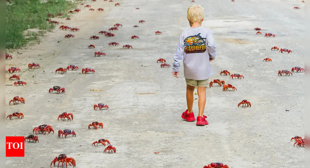 Oh crab! Annual migration of shellfish begins; Australian island turns red – The Times of India