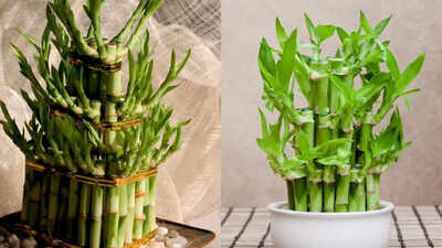 How to grow lucky bamboo at home: 8 common mistakes to avoid