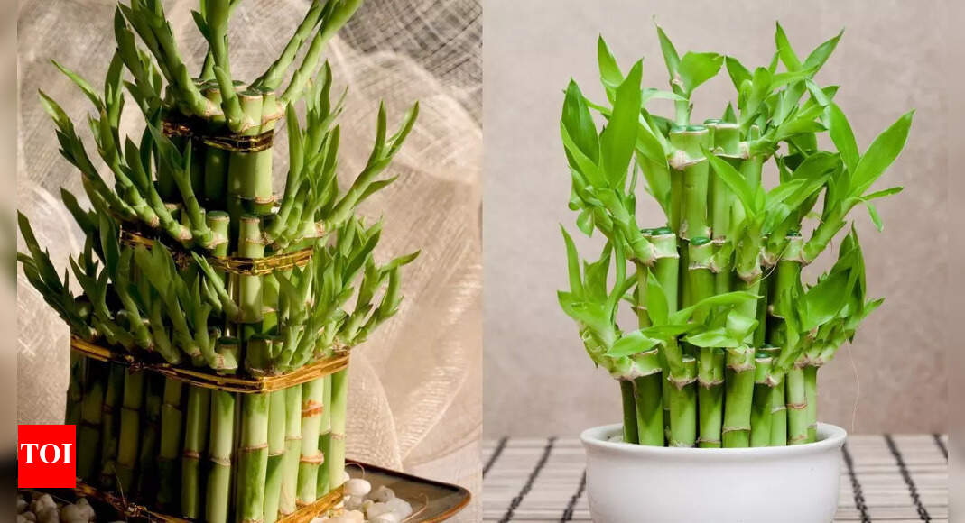 How to grow lucky bamboo at home: 8 common mistakes to avoid