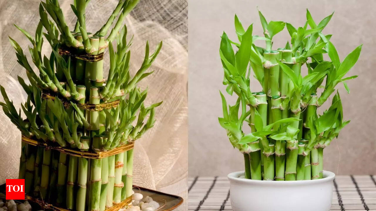 How to grow lucky bamboo at home: 8 common mistakes to avoid | - The Times  of India