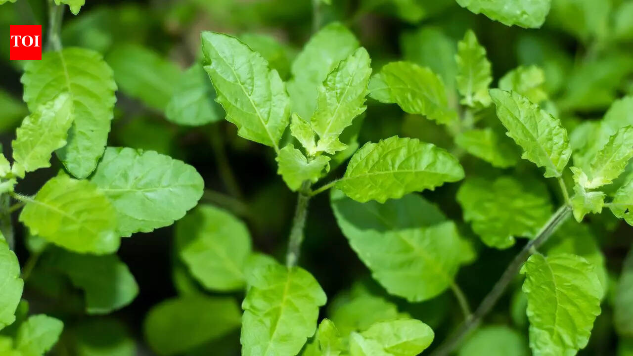 How to care for your struggling Tulsi (holy basil) plant at home