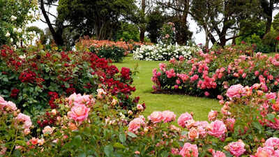 Best fragrant flowers to plant in your garden for beauty and aroma