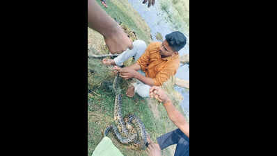 Forest officials rescue 2 large reptiles from Bhitarkanika National Park