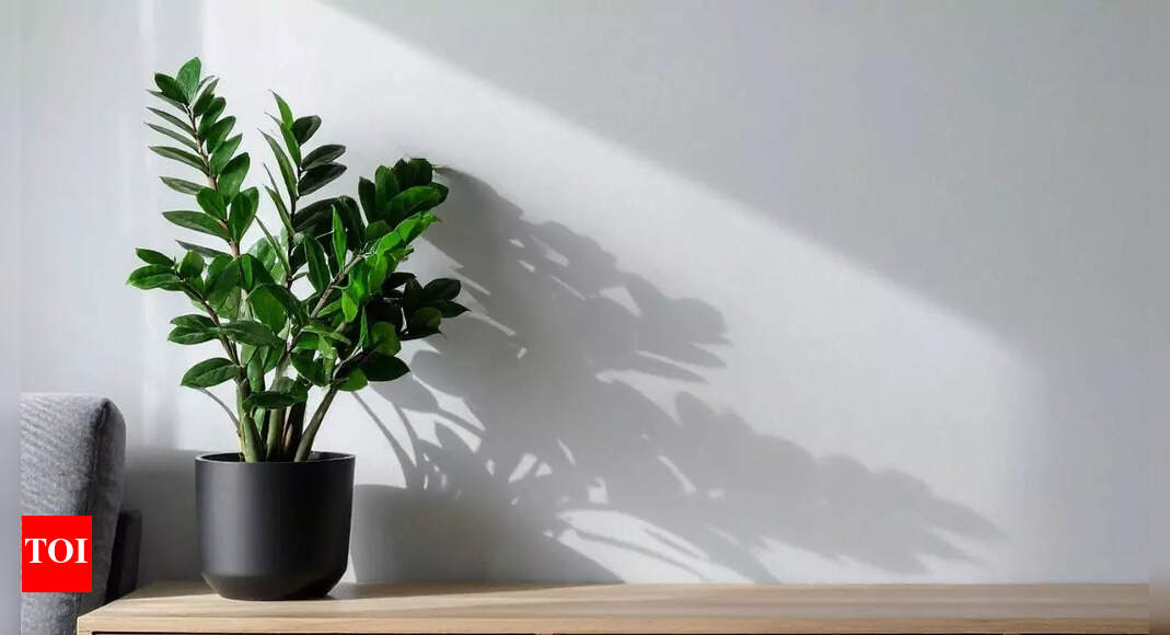 How to grow a ZZ plant at home: A natural air purifier against smog and pollution