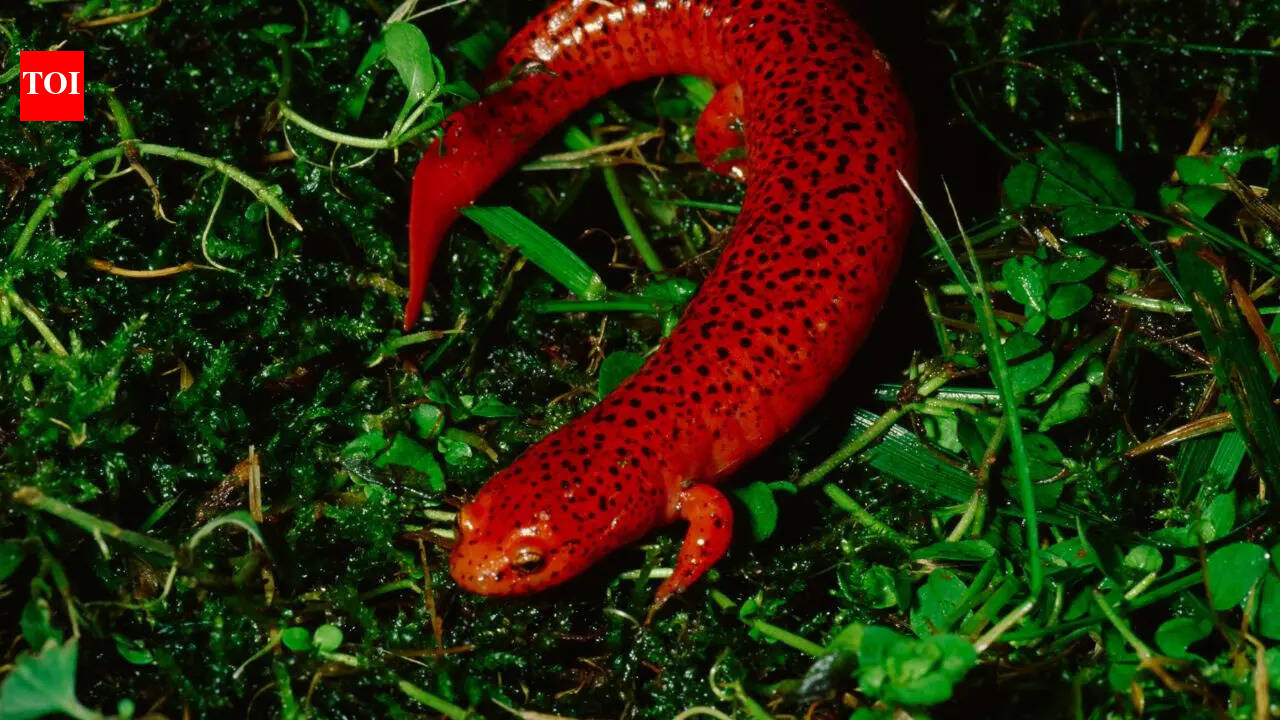 Ever wonder why so many animals are red? Here’s the secret