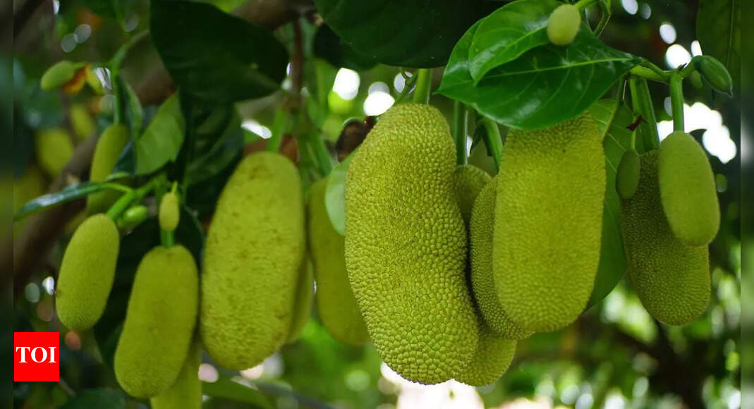 5 types of people who should avoid eating jackfruit or ‘kathal’ for health reasons