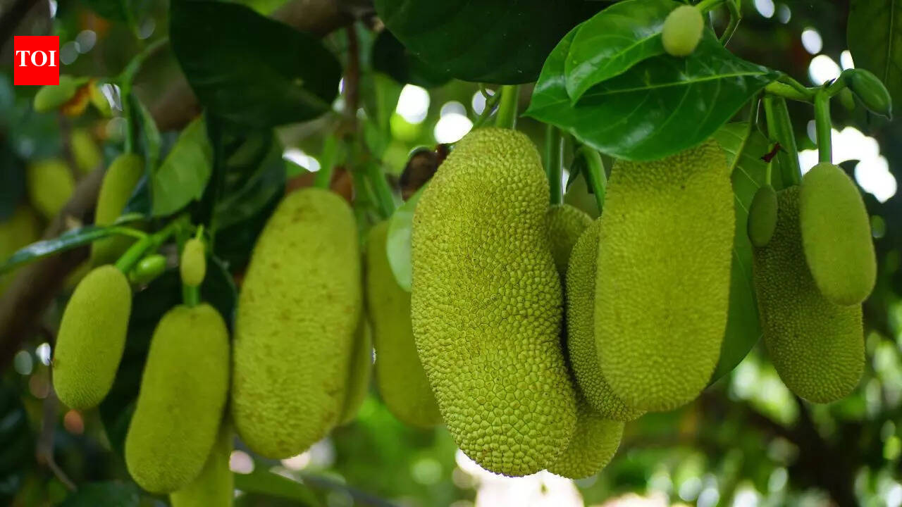 5 types of people who should avoid eating jackfruit or ‘kathal’ for ...