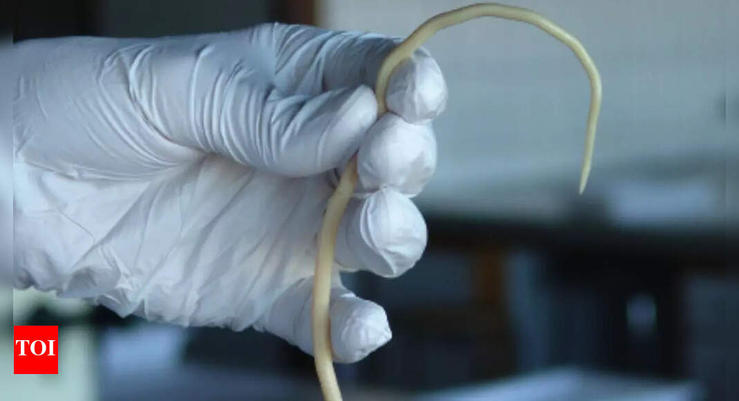 9 terrifying human parasites that feed on the human body and cause serious health risks