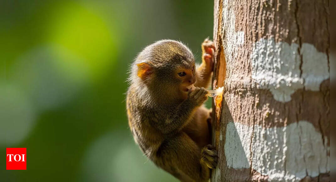 Pygmy marmoset: Meet the world’s tiniest monkey and the wild secrets it hides