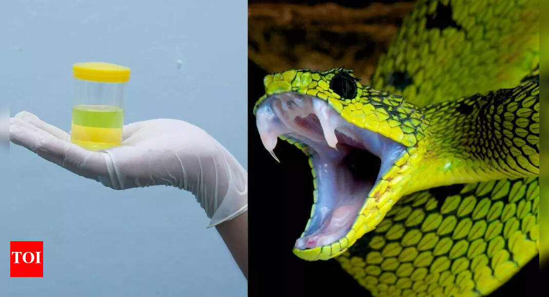 Snake urine holds the answer to your kidney stone suffering: A breakthrough crystal discovery that could transform treatment