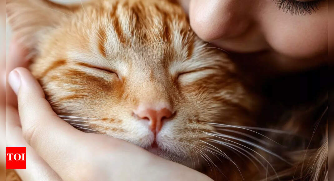 Does your cat see you as a cat too? 5 adorable signs that say yes | - The Times of India