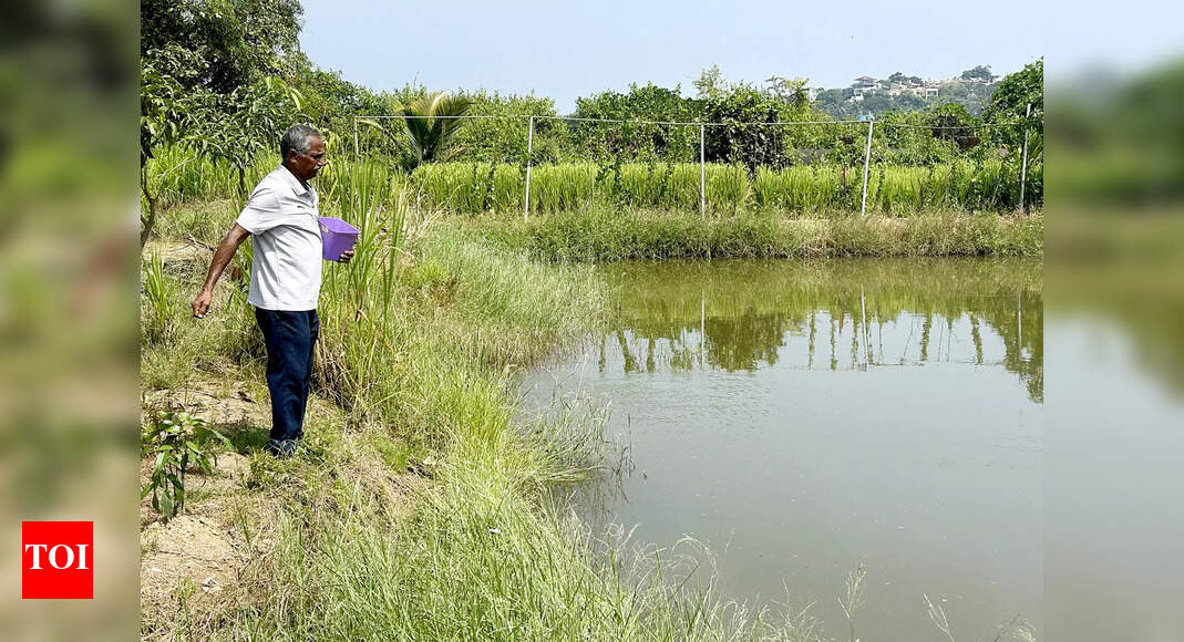 On khazan land, Merces farmersets up system to grow rohu, catla