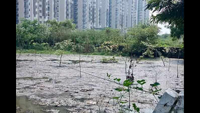 Sewer water causes death of 50 trees in Gr Noida green belt