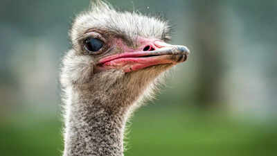10 surprising facts about ostriches that will shock you