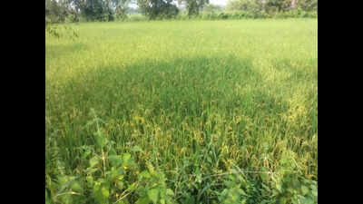 Paddy has been cultivated in around 1.87 lakh hectares in Ganjam district Farmers in Ganjam district face challenges as Cyclone Montha threatens paddy harvest