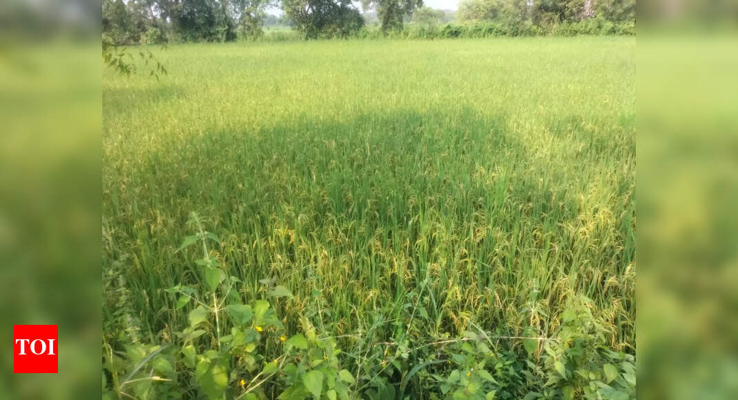 Farmers in Ganjam district face challenges as Cyclone Montha threatens paddy harvest